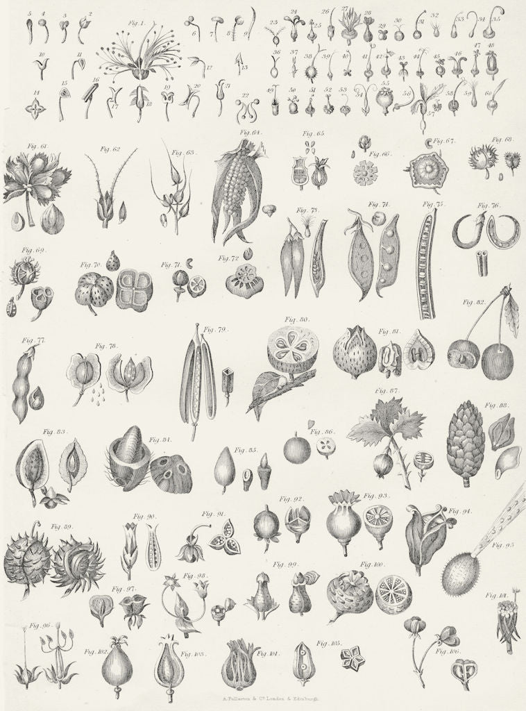 PLANTS. Botanical Terminology V c1849 old antique vintage print picture